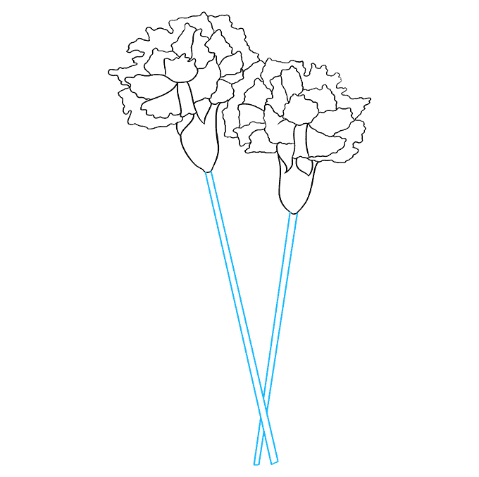 Cách vẽ cẩm chướng: Bước 7