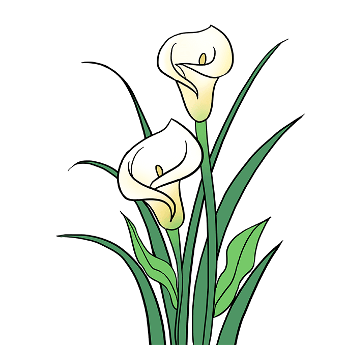 Cách vẽ Calla Lily: Bước 10