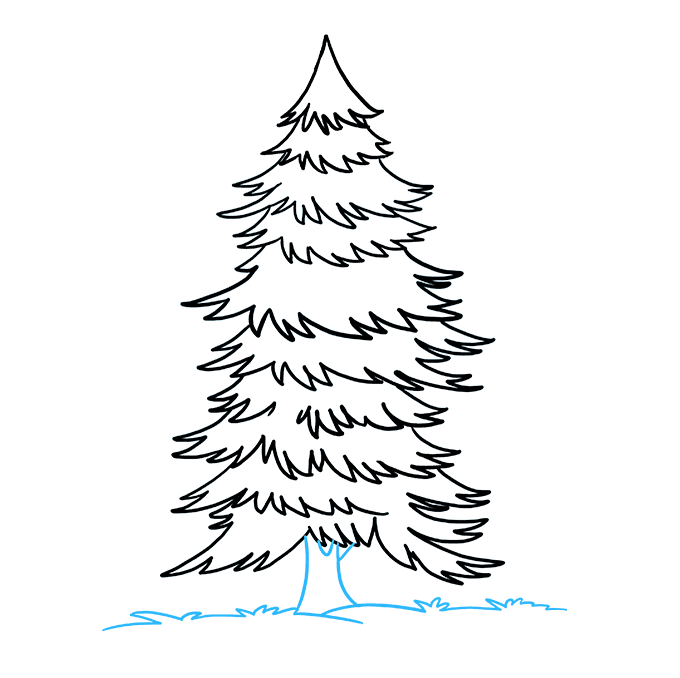 Cách vẽ Spruce: Bước 9