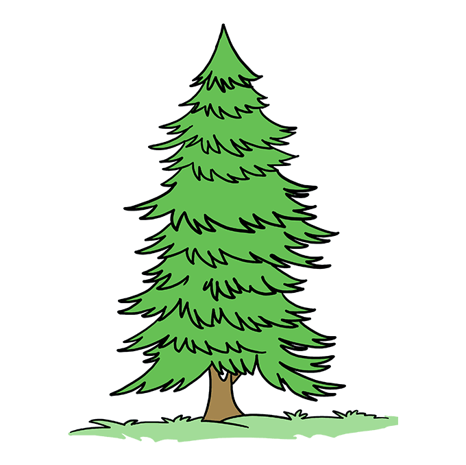 Cách vẽ Spruce: Bước 10