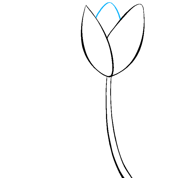 Cách vẽ hoa tulip: Bước 5