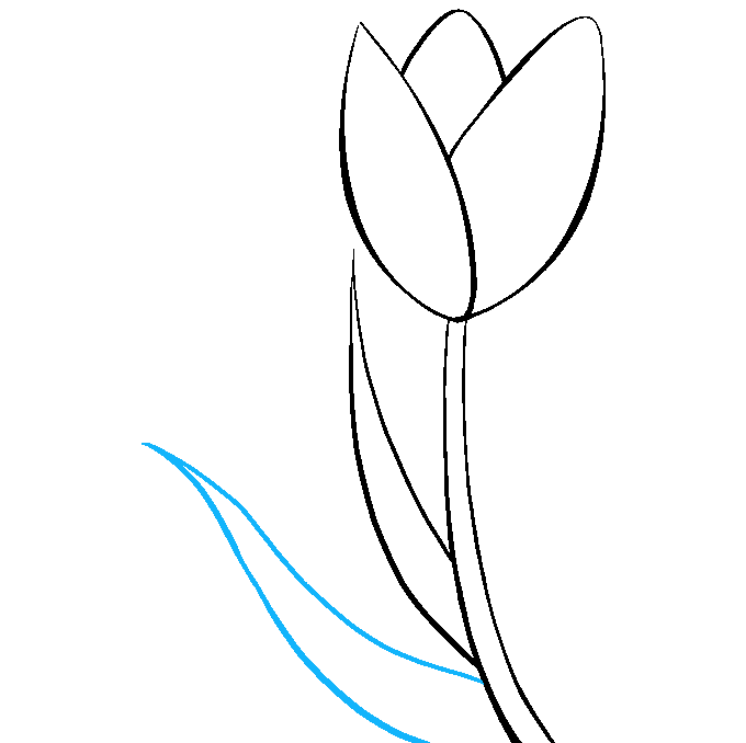 Cách vẽ hoa tulip: Bước 7