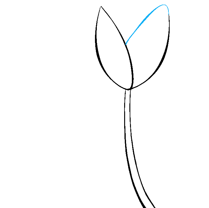 Cách vẽ hoa tulip: Bước 4