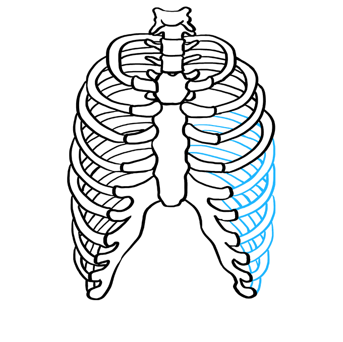 Cách vẽ lồng sườn: Bước 7