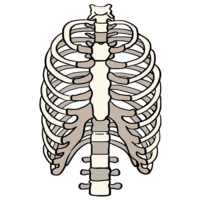 Cách vẽ lồng sườn: Bước 10