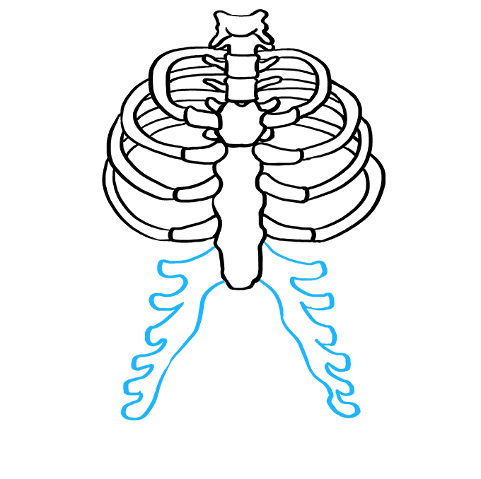 Cách vẽ lồng sườn: Bước 5