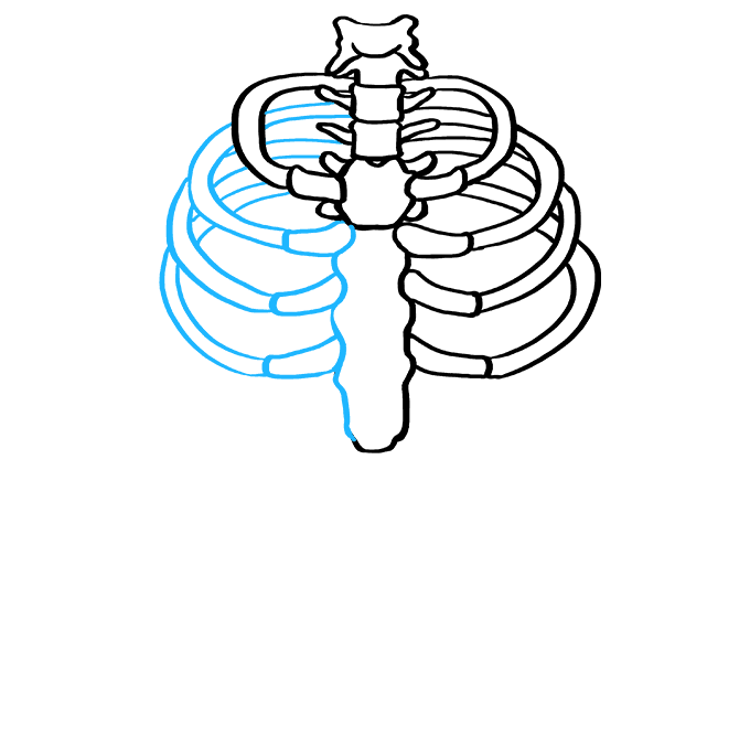 Cách vẽ lồng sườn: Bước 4