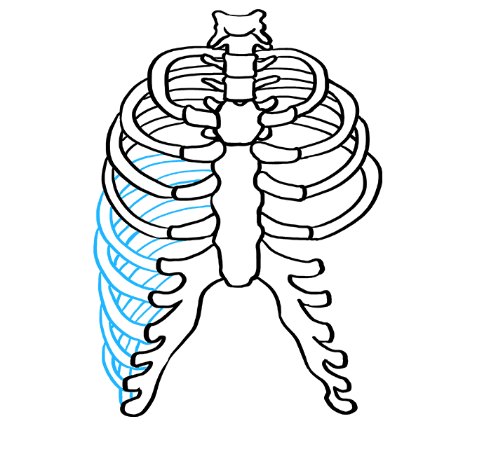 Cách vẽ lồng sườn: Bước 6