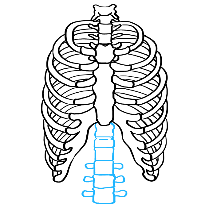 Cách vẽ lồng sườn: Bước 8