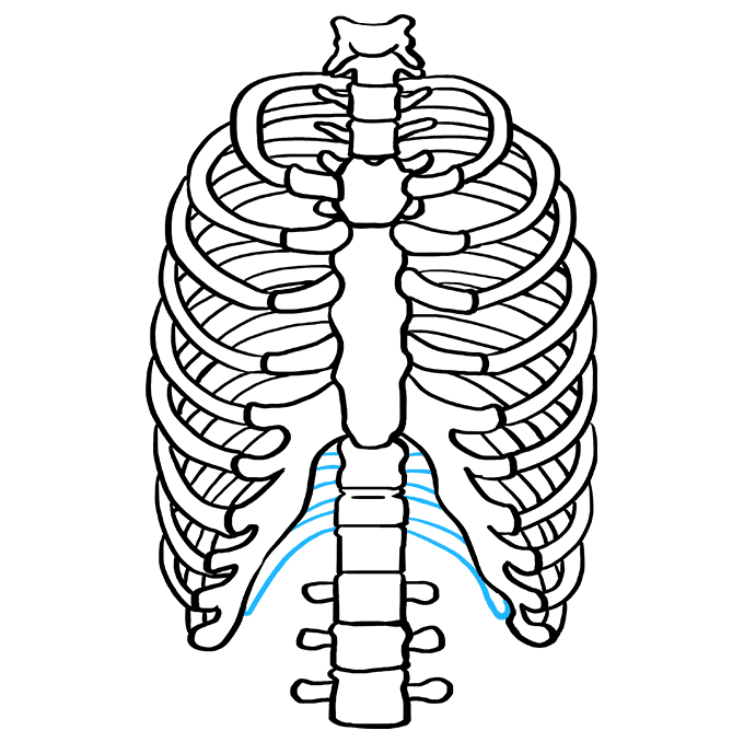 Cách vẽ lồng sườn: Bước 9