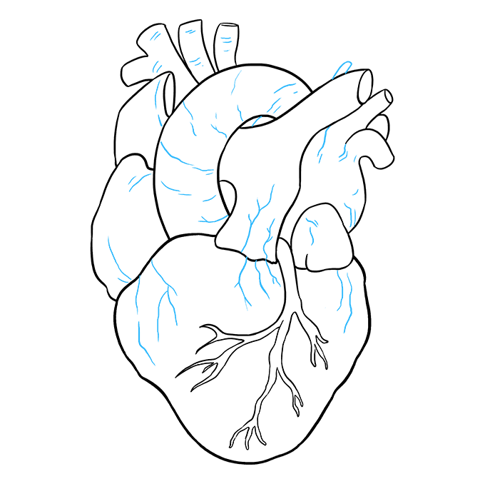Cách vẽ trái tim con người: Bước 9