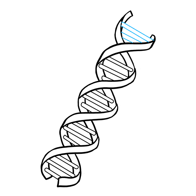 Cách vẽ DNA: Bước 9