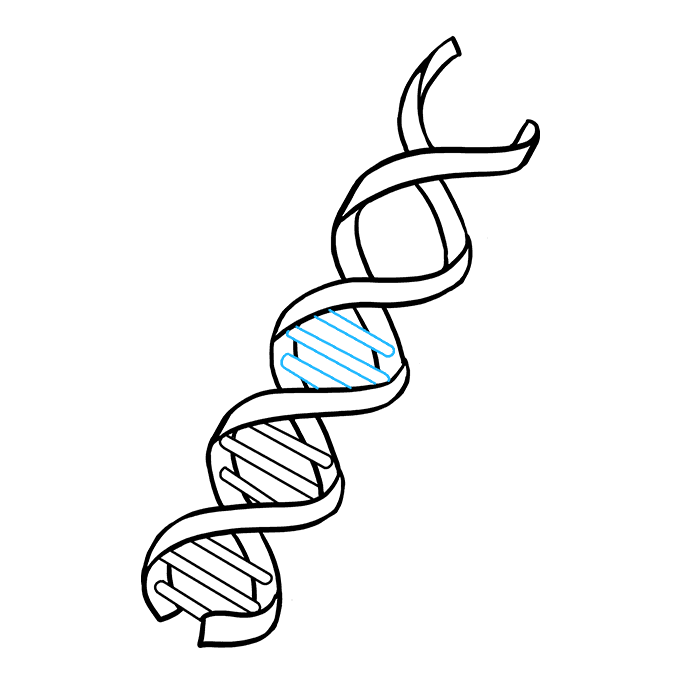 Cách vẽ DNA: Bước 7