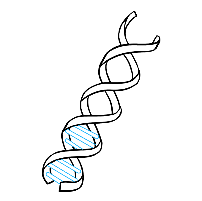 Cách vẽ DNA: Bước 6