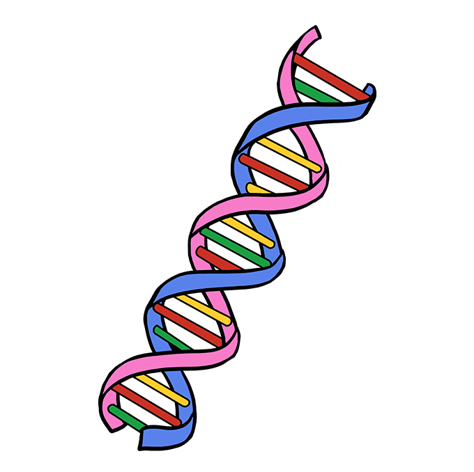 Cách vẽ DNA: Bước 10