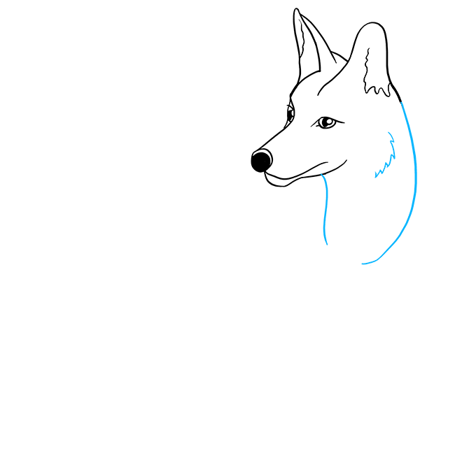 Cách vẽ Coyote: Bước 4