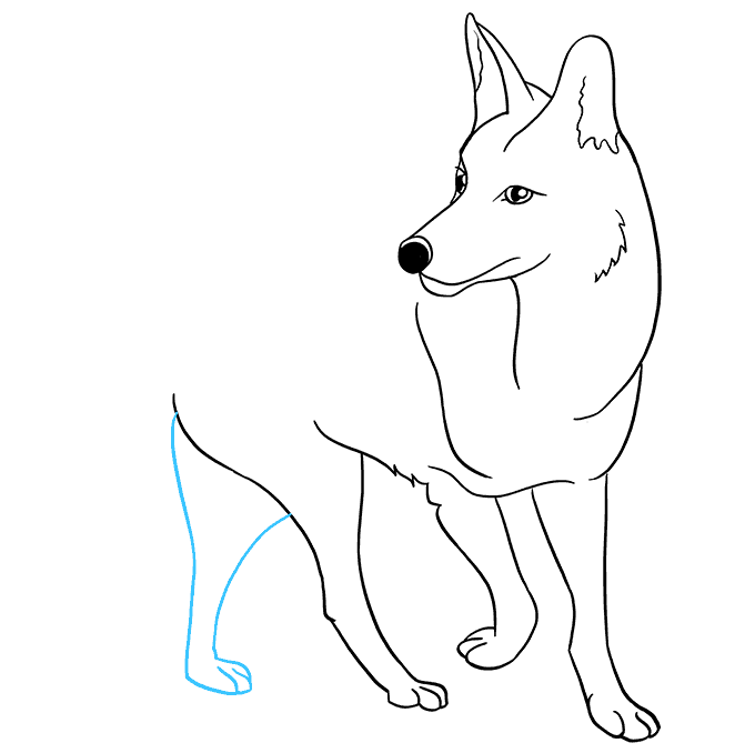 Cách vẽ Coyote: Bước 8