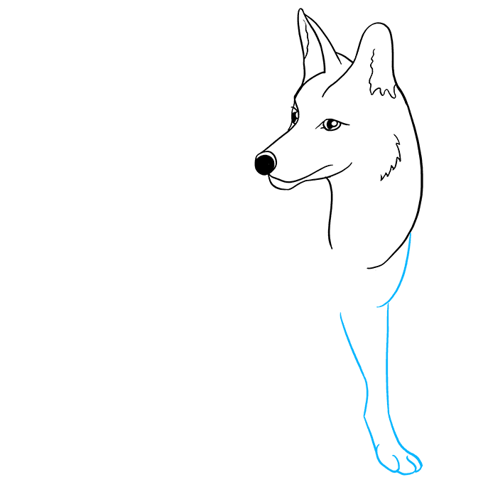 Cách vẽ Coyote: Bước 5