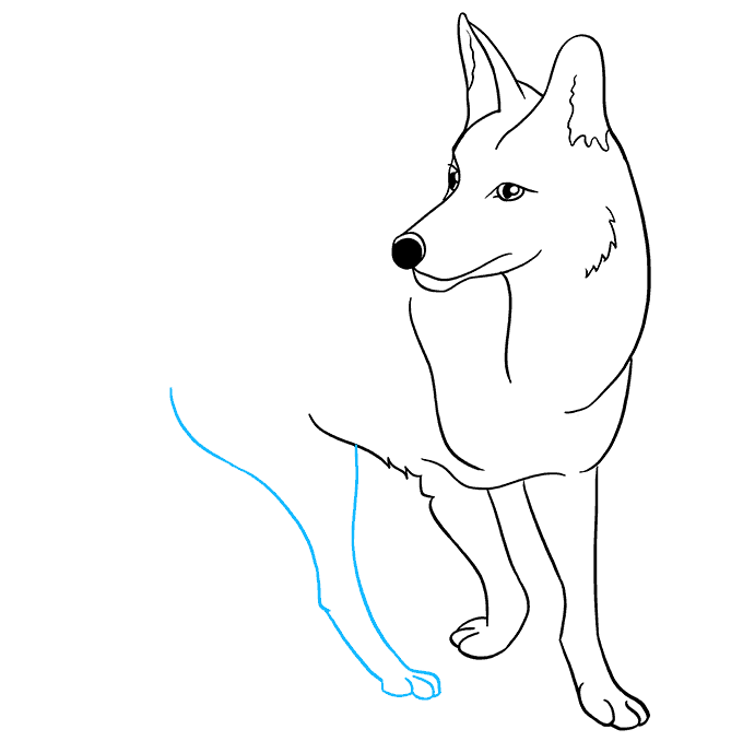 Cách vẽ Coyote: Bước 7