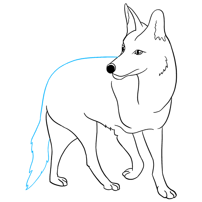 Cách vẽ Coyote: Bước 9