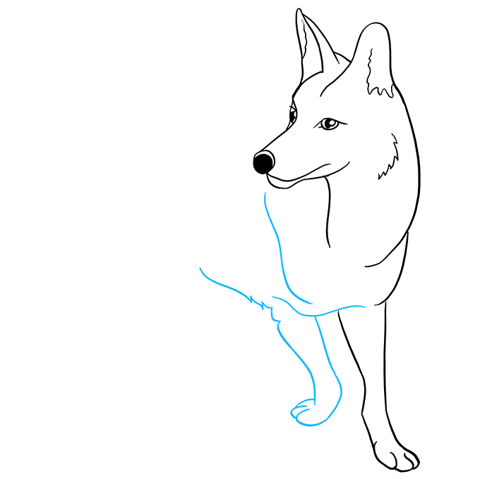 Cách vẽ Coyote: Bước 6