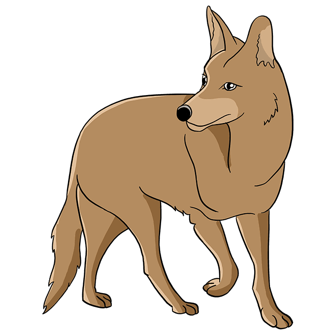 Cách vẽ Coyote: Bước 10