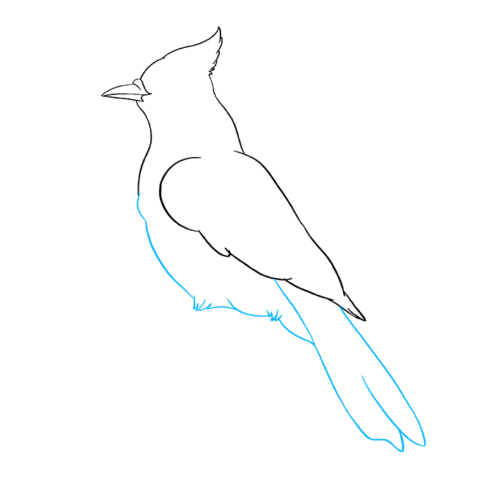 Cách vẽ Blue Jay: Bước 7