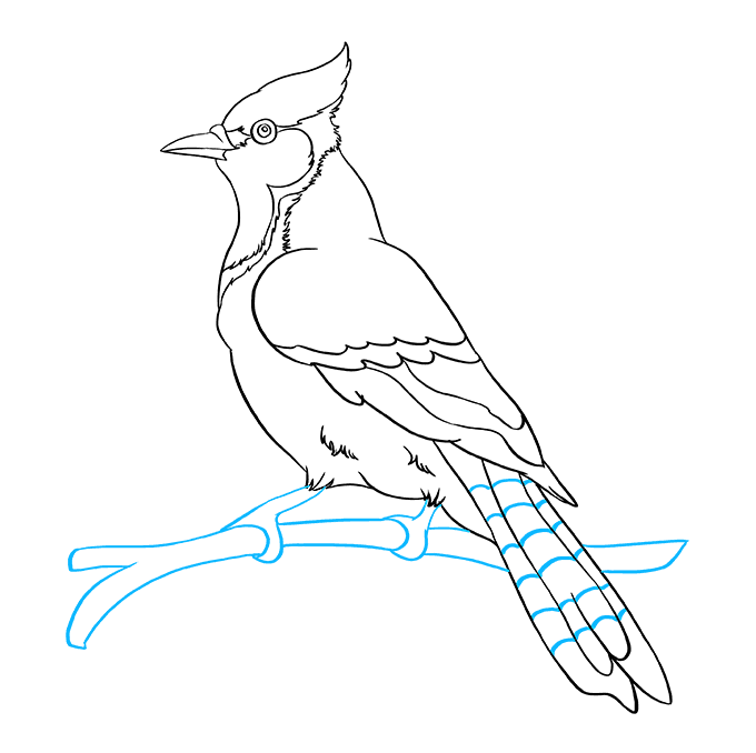 Cách vẽ Blue Jay: Bước 9