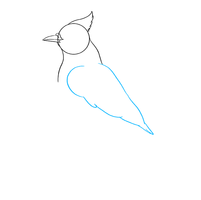 Cách vẽ Blue Jay: Bước 5