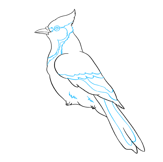 Cách vẽ Blue Jay: Bước 8