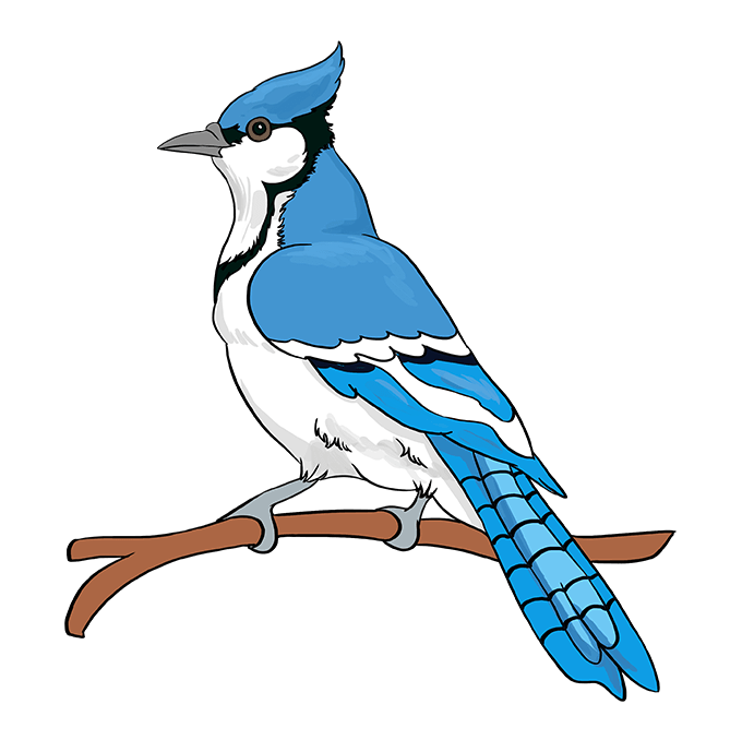 Cách vẽ Blue Jay: Bước 10