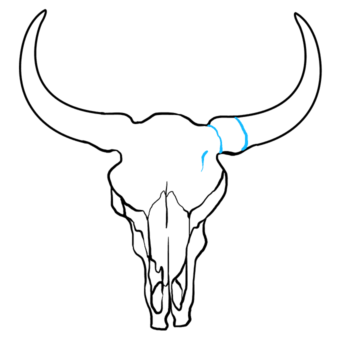 Cách vẽ hộp sọ Bull: Bước 8