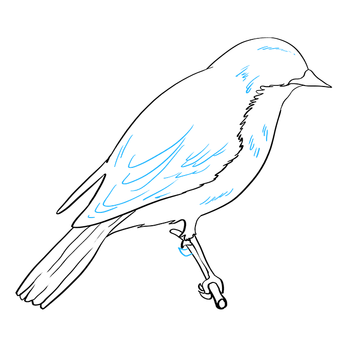 Cách vẽ Bluebird phương Đông: Bước 8