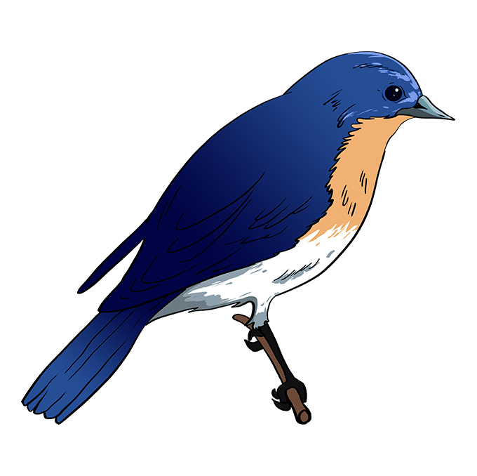 Cách vẽ Bluebird phương Đông: Bước 10