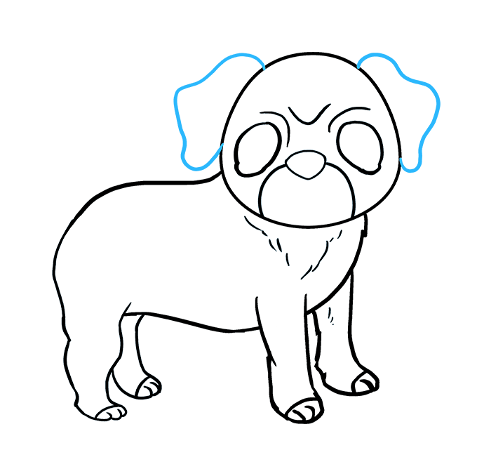 Cách vẽ Pug: Bước 8