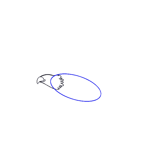 Cách vẽ Đại bàng: Bước 6